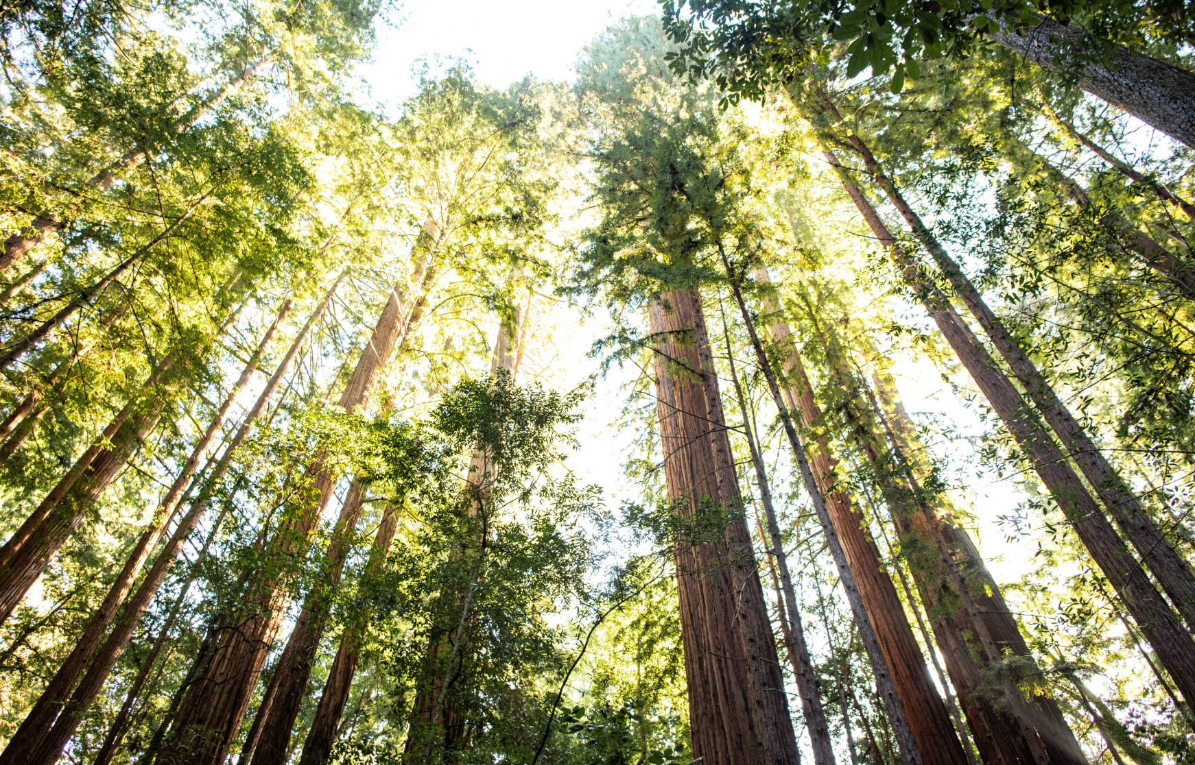 California redwood forest canopy
